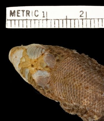 Media type: image;   Herpetology R-36711 Aspect: head dorsal